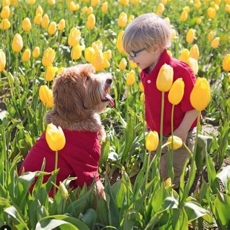 Like brothers: the incredible friendship of the adopted boy and the dog ...