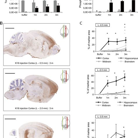 Tau Pathology In The Contralateral Hemisphere Of Mice Injected With Tau