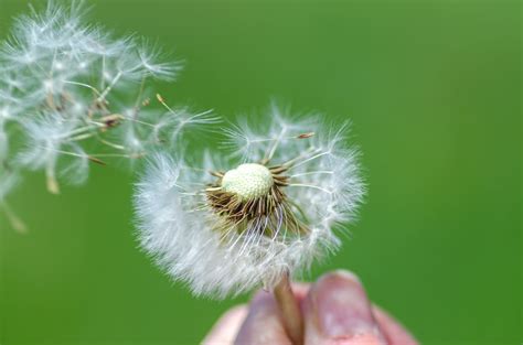 Dandelions And Roses Karen Deloach Life Moments