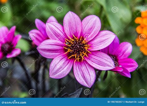 Fleurs Violettes Des Plantes Ornementales Dans Le Jardin Image Stock