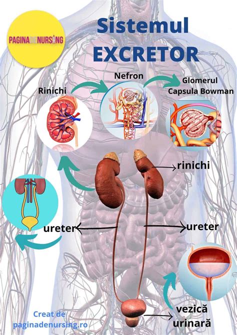 Sistemul Excretor Pagina De Nursing