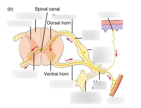 Somatic Reflex Arc Diagram Quizlet