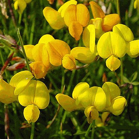 Lotus Corniculatus Bird S Foot Trefoil Wildflower Seed