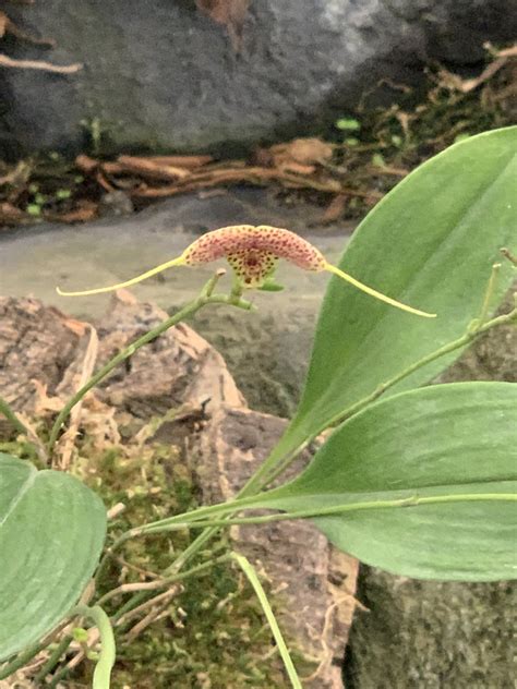 Scaphosepalum Ursinum Jardin Botanique De Quito Monique Jl Sancho