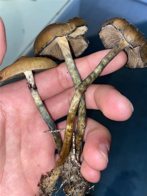 I Know Some Of These Are Psilocybe Subaeruginosa But Some Others Look