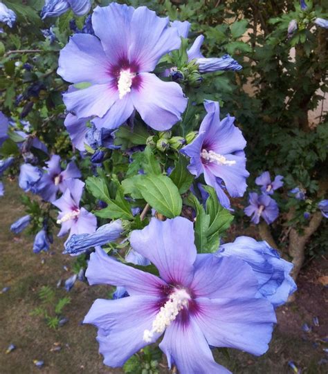 Hibiscus Syriacus Oiseau Bleu Althea Oiseau Bleu