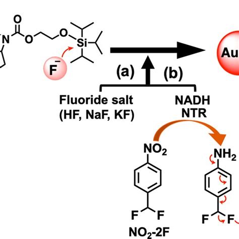 Molecular Design And Reaction Scheme Of The Affinity Switchable Biotin Download Scientific