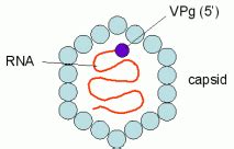 Picornaviridae - Virology