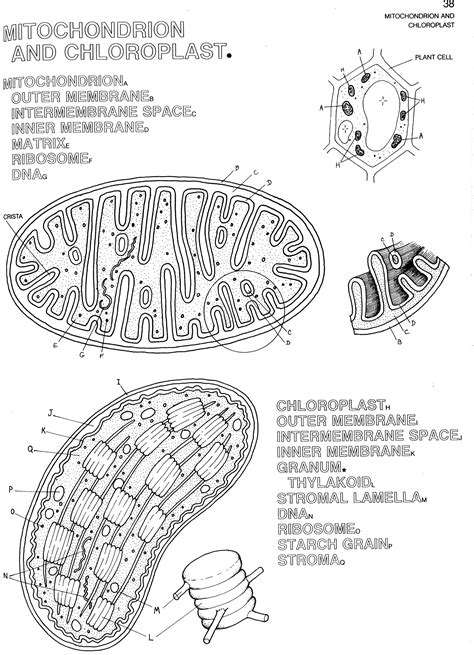 Mitochondria And Chloroplast Coloring Sketch Coloring Page Color