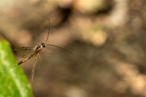 Ichneumonid Wasps In May 2024 By Alan Yoshioka INaturalist