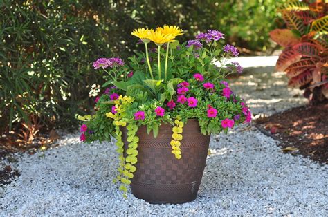 Heres A Pretty Combination Of Gerbera Daisy Hot Pink Calibrachoa