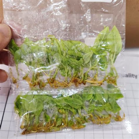 Tissue Culture Archives