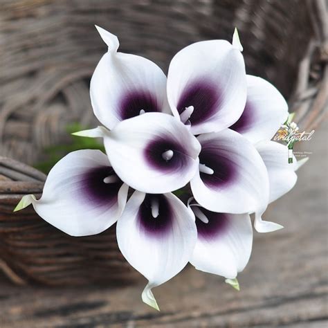 Plum Calla Lilies Etsy