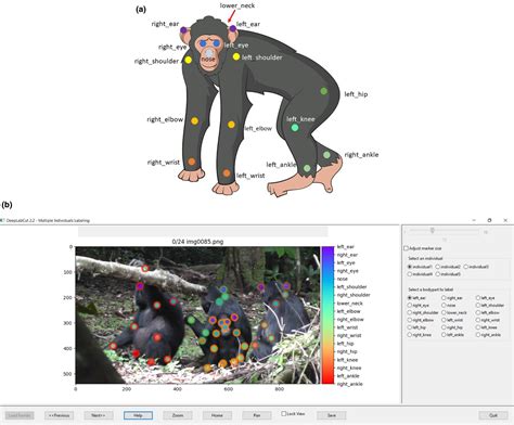 Deepwild Application Of The Pose Estimation Tool Deeplabcut For