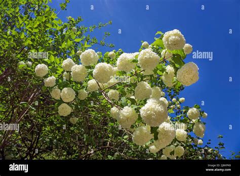 Viburnum Opulus Roseum Echter Schneeball Fotos Und Bildmaterial In