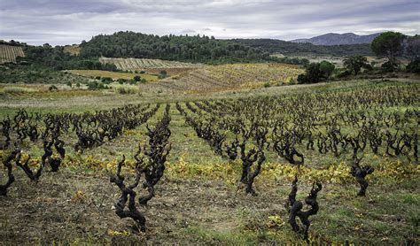 Old Vine Wines Part 6 Roussillon Jancis Robinson