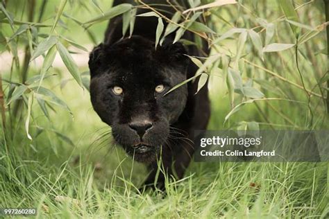 Black Panther Hunting Photos and Premium High Res Pictures - Getty Images