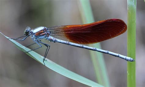 Calopterygidae