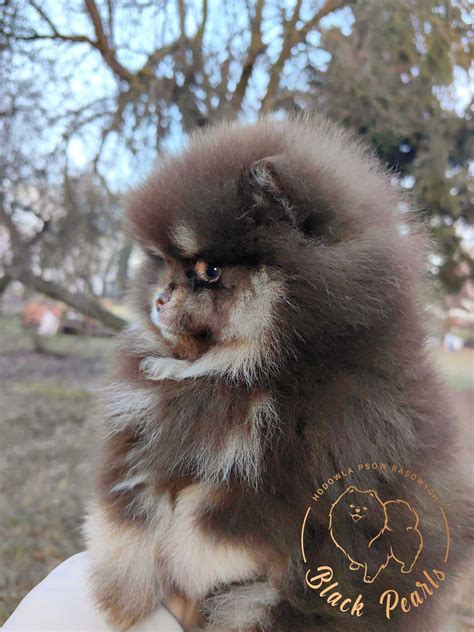 Szpic Miniaturowy Pomeranian piesek choco tan Łódź Śródmieście OLX pl