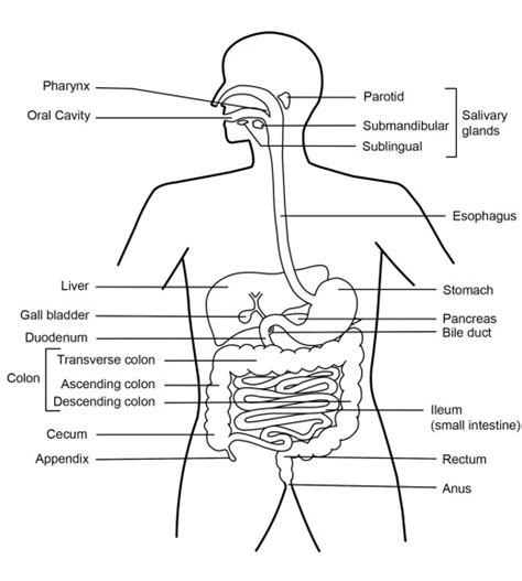 Labelled Diagram Of Frog Digestive System Draw A Neat Diagra