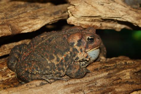 Toad | Fat toad sitting on a log. Lincoln Park Zoo. | ONE IMS | Flickr