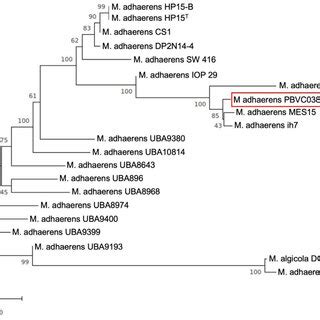 Phylogenetic Tree Showing The Position Of Marinobacter Adhaerens