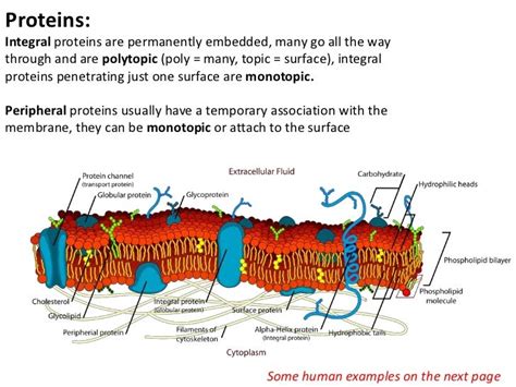 Proteins: Integral proteins are permanently