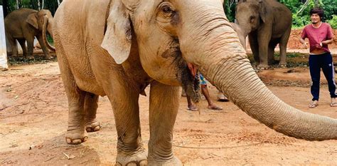 All Elephant Home Phuket ออลล์ เอลเลเฟ่นท์ โฮม ภูเก็ต รีวิวสถานที่