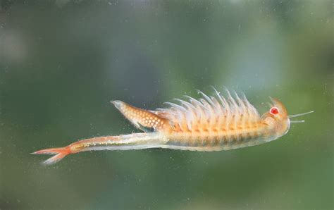 Carmel River Branchinecta Lynchi Vernal Pool Fairy Shrimp