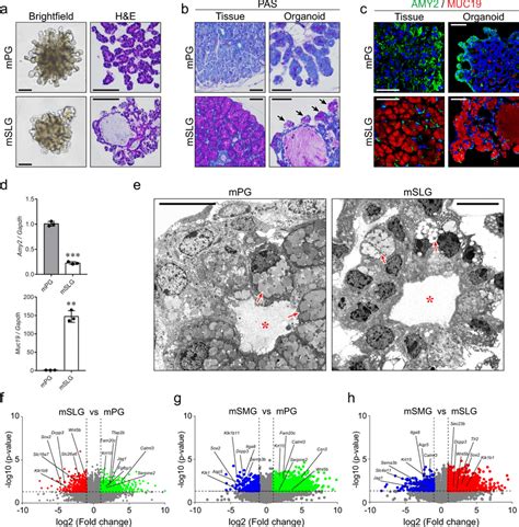 Adult Salivary Gland Organoids Possessed Distinct Gland Specific