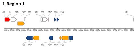 Prophage Region Have Been Identified In The Genome Of B Melitensis