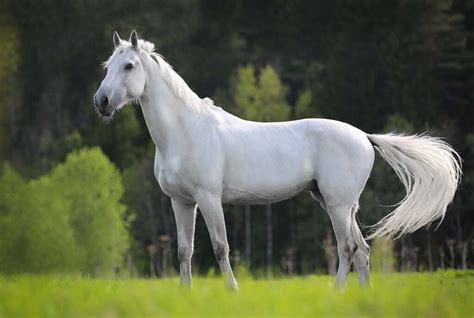 cheval-blanc | Cheval Partenaire