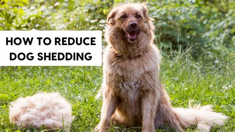 How To Reduce Dog Shedding Youtube