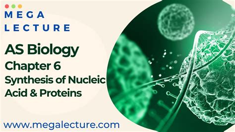 As Biology Chapter 6 Nucleic Acid And Protein Synthesis Synthesis Of Proteins Nucleic