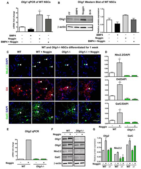 Noggin Induction Of Opcs From Neural Stem Cells Is Olig1 Dependent Download Scientific Diagram