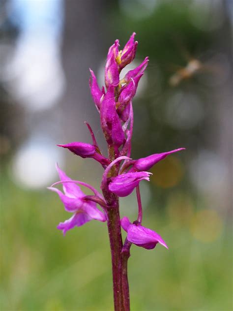 Orchis Mascula Ssp Speciosa Nechnitz Burkhard Leitner Flickr