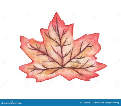 Maple Leaf Watercolor Isolated on White Background Stock Illustration ...