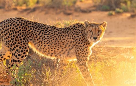 Encounter Wild Cheetahs: A Complete Guide - Animals Around the Globe