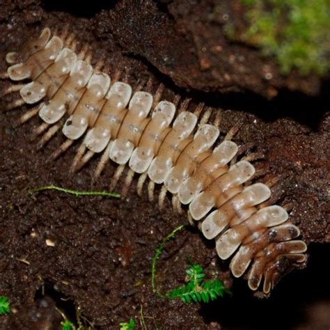 Millipedes Vs Centipedes How To Keep Both Out Of Your House