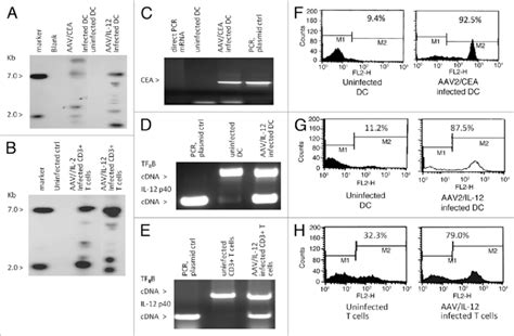 provirus integration, transgene RNa and protein expression. Shown is ...