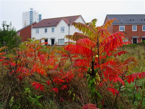 Bellfield Avenue Kingston Upon Hull Bernard Sharp Cc By Sa