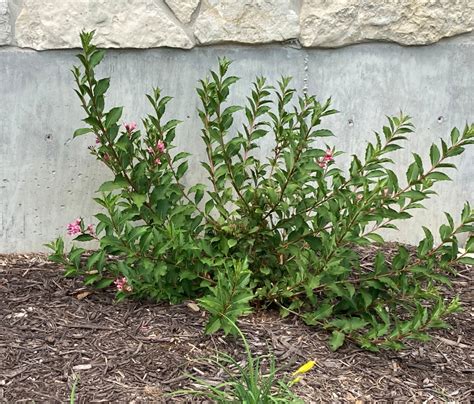 How To Prune Weigela