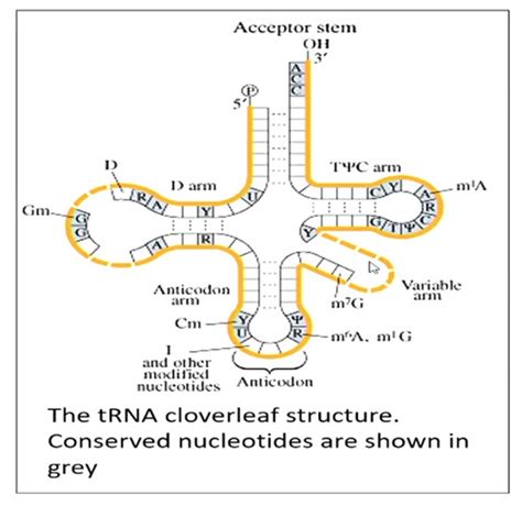 Genetic Code Flashcards Quizlet