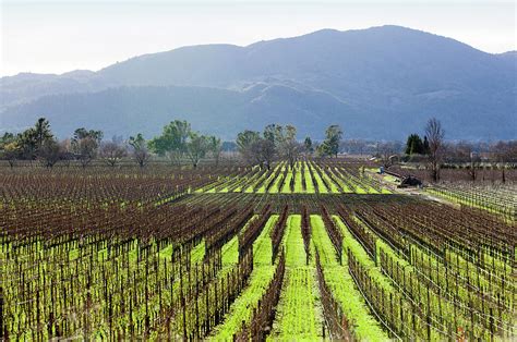 Vineyard In Winter Photograph By Hans Mauli Fine Art America