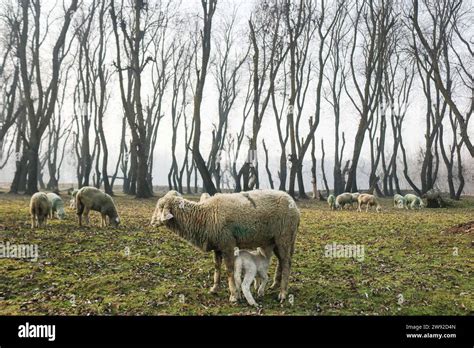 Srinagar Si Congela I Residenti Subiscono Le Conseguenze Del Periodo