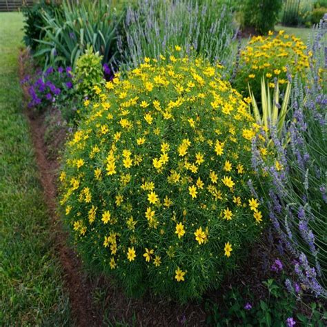 Coreopsis Zagreb - Bergman Nurseries