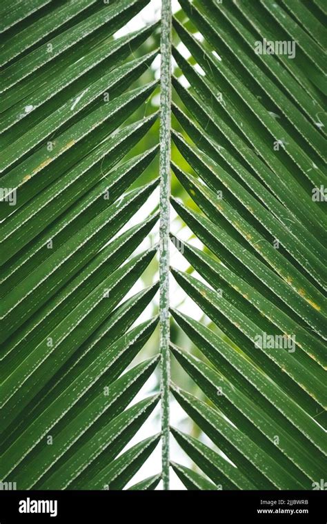 Close Up Of Green Palm Leaf Texture Minimal Summer Conceptual