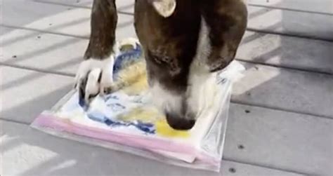 Meet Van Gogh The One Eared Dog Who Paints With His Tongue