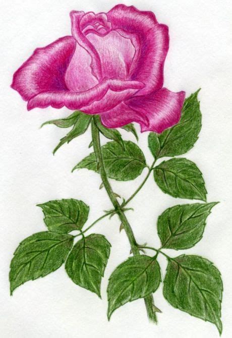 Imagenes De Rosas Para Dibujar A Color Hemos Realizado La Mejor Selecci N