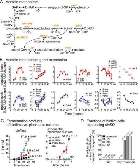 Upregulation Of Acetoin Biosynthesis During Biofilm Development A